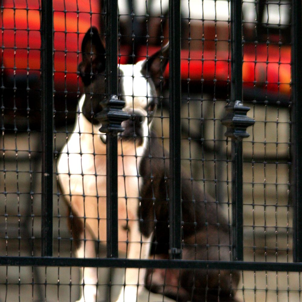 Cardinal Gates Pet Gate Deck Netting 50'L x 36"W